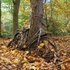 Fahrradschicksal