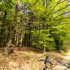 Fahrradtour durch den Wald