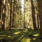 Fahrradtour durch den Wald