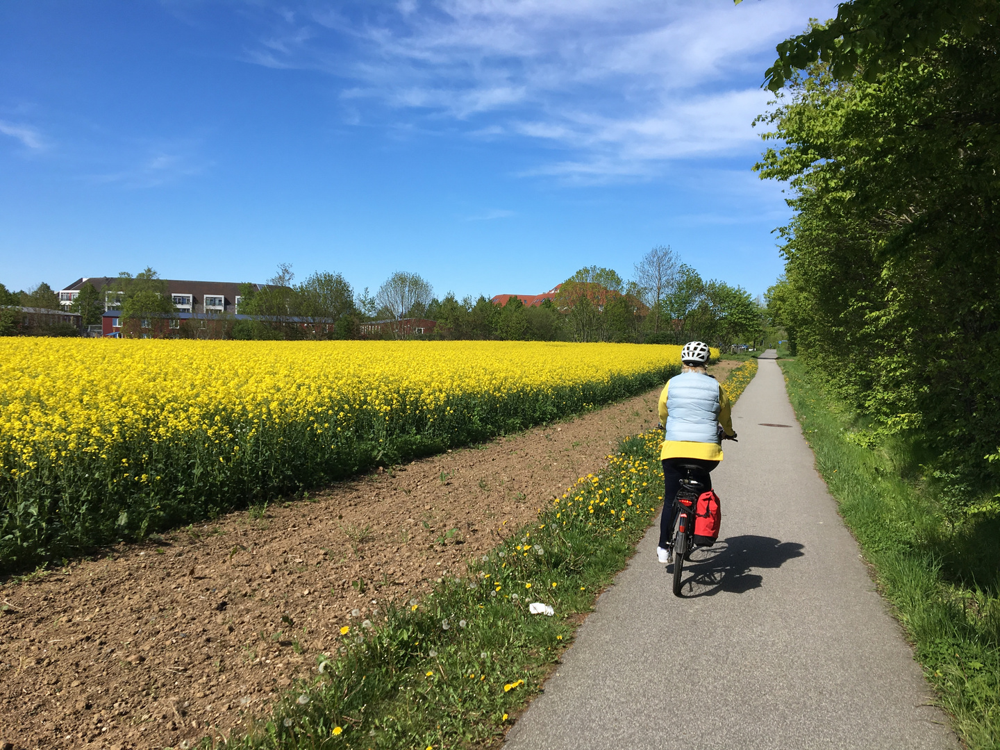 Fahrradtour durch die Rapsfelder