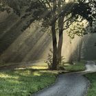 Fahrradweg am Steinhuder Meer im Morgennebel