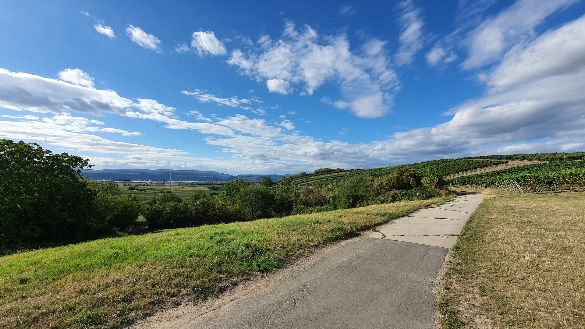 Fahrradweg in den Weinbergen