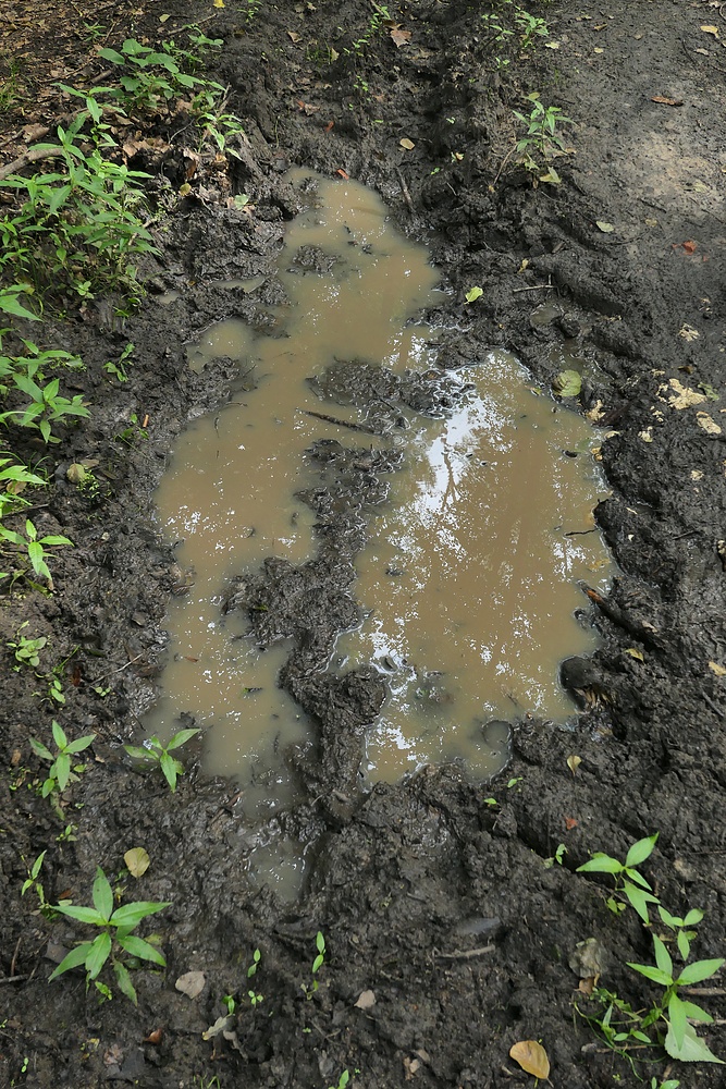 Fahrspuren im Wald 02