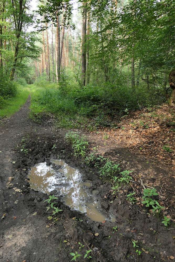 Fahrspuren im Wald 03