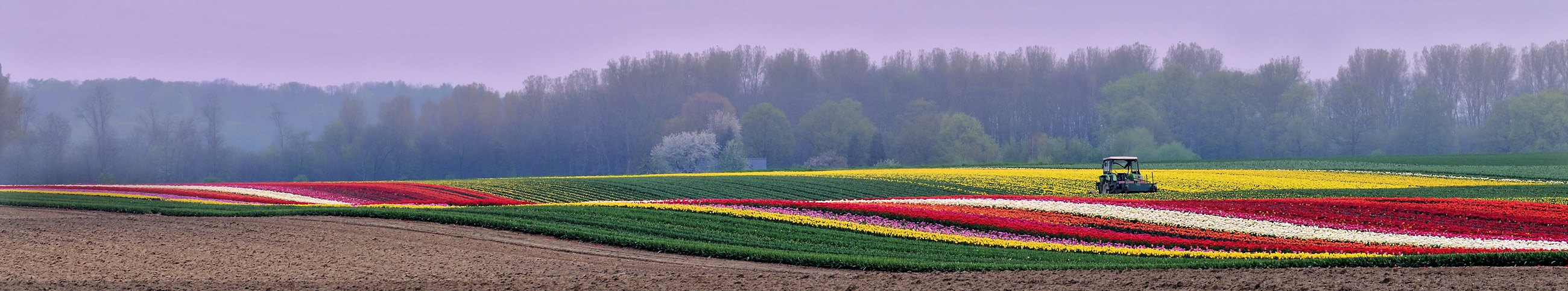 fahrt durch das blumenmeer