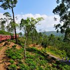 Fahrt durch das Hochland Sri Lankas