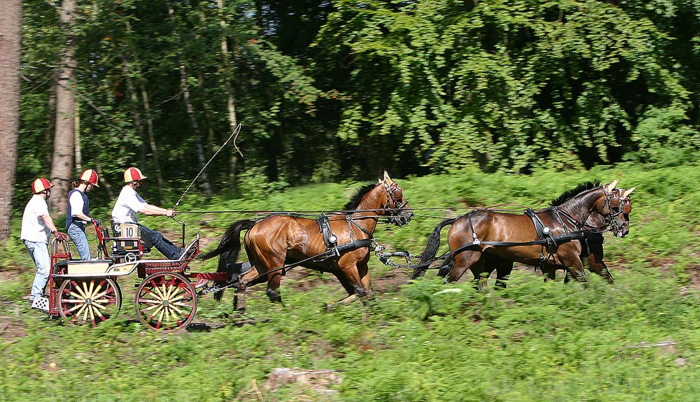 Fahrt durch den Aachener Wald