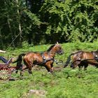 Fahrt durch den Aachener Wald