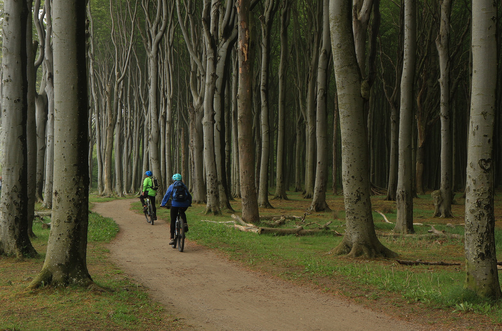 Fahrt durch den Gespensterwald