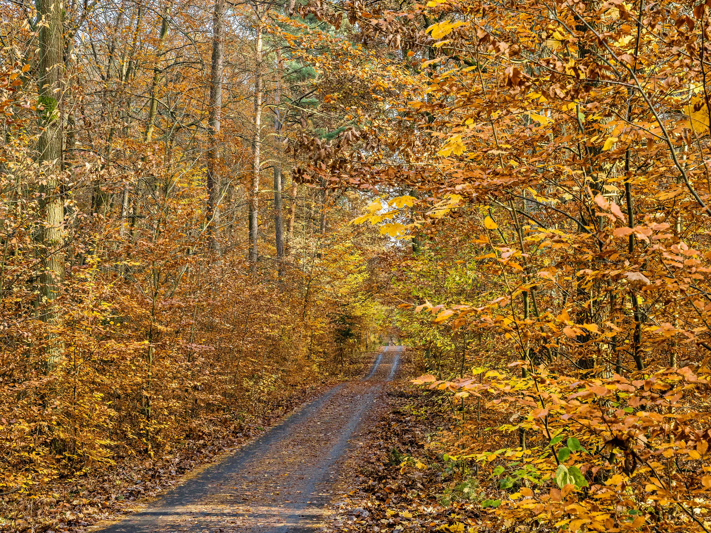 Fahrt durch den Herbstwald