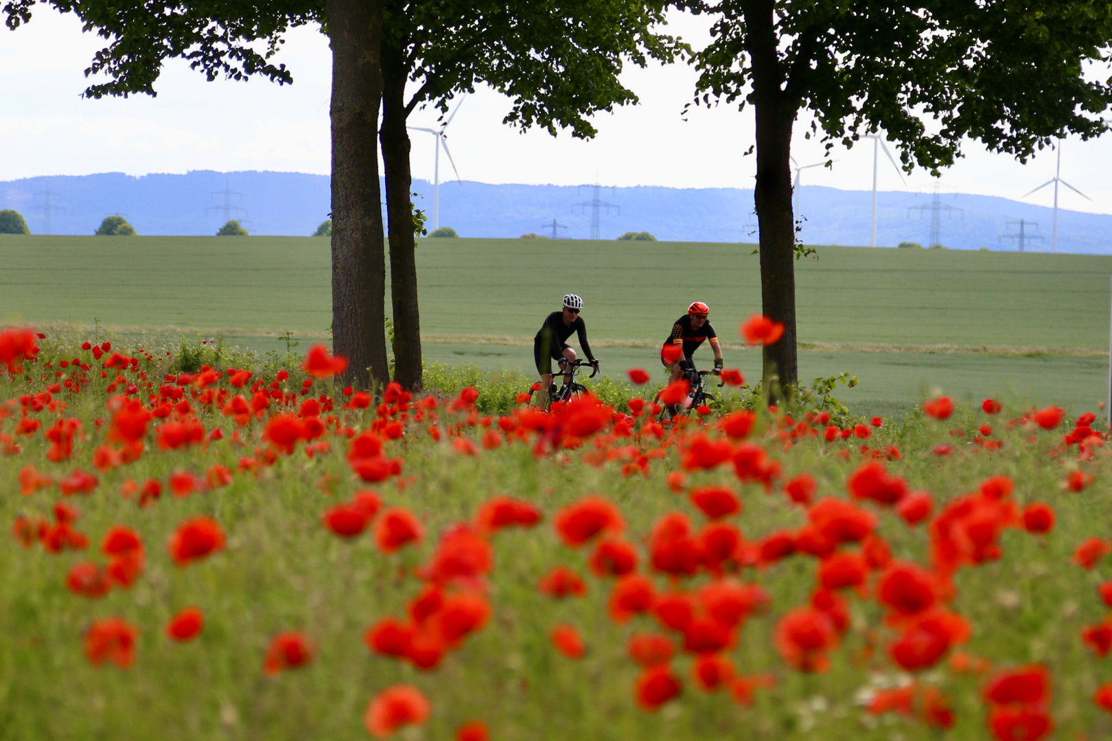 Fahrt durch den Mohn