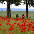 Fahrt durch den Mohn