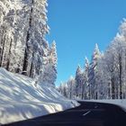 Fahrt durch den Winterwald