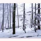 Fahrt durch den Winterwald