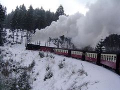 Fahrt durch den Zauberwald