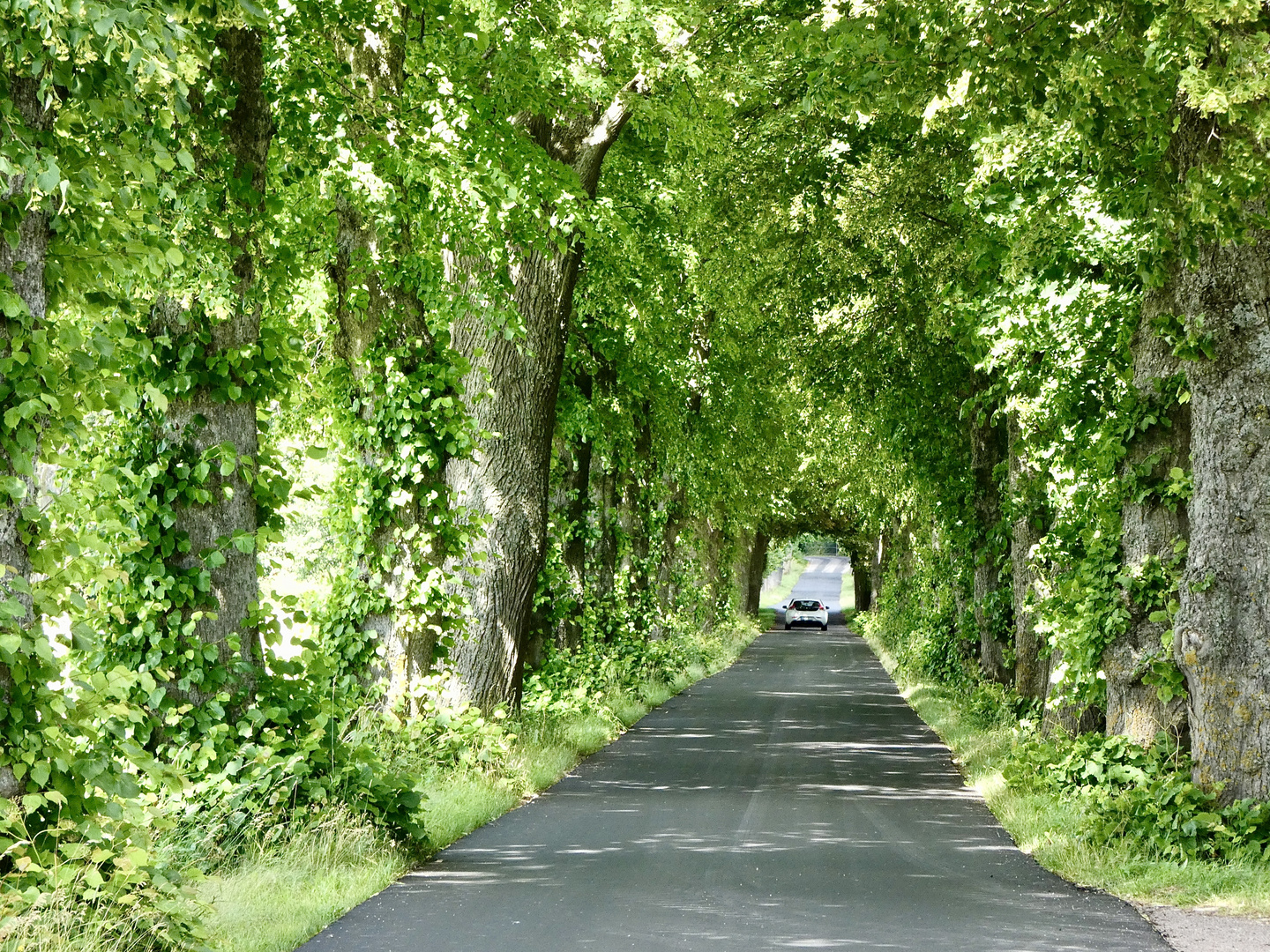 Fahrt durch die grüne Baumallee