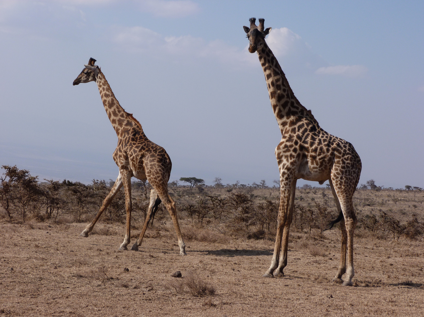 Fahrt durch die Serengeti