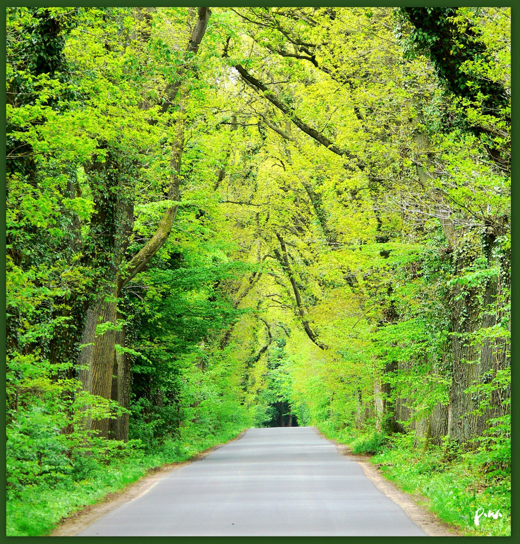 Fahrt durch junges Grün