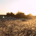 Fahrt durch Konsessionsgebiet nähe Opuwo - goldene Gräser