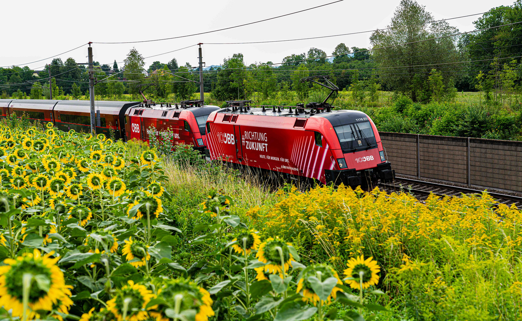 Fahrt durch Sonnenblumenfeld