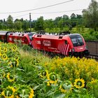 Fahrt durch Sonnenblumenfeld