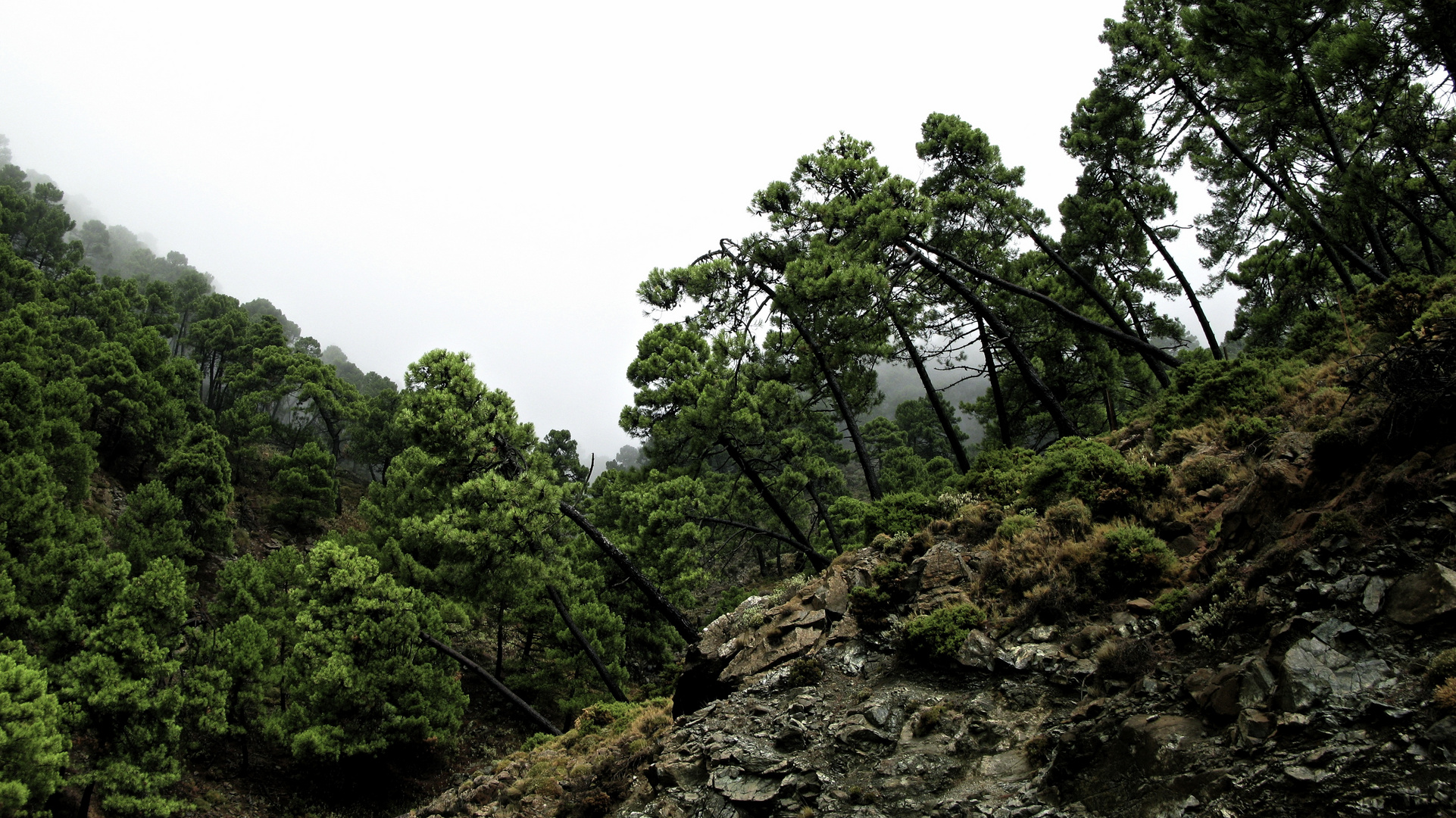 Fahrt im Nebel nach Ronda