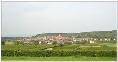 Fahrt nach Burkheim am Kaiserstuhl