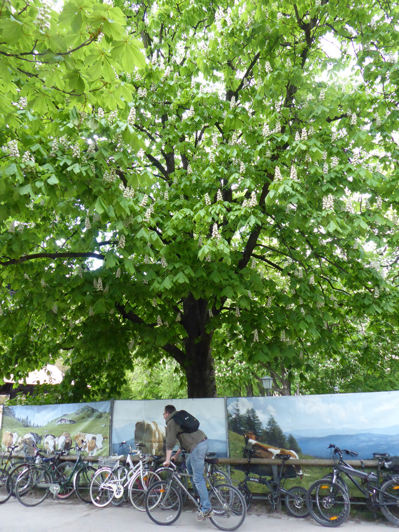 Fahrt zum Biergarten...