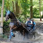 Fahrtunter Altenberge, Geländefahren für -Einspänner Kl.A