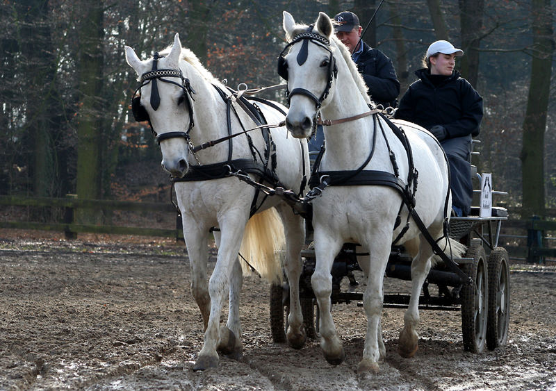 Fahrturnier auf dem Forellenhof