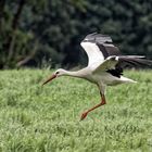 Fahrwerk draußen..... im Landeanflug