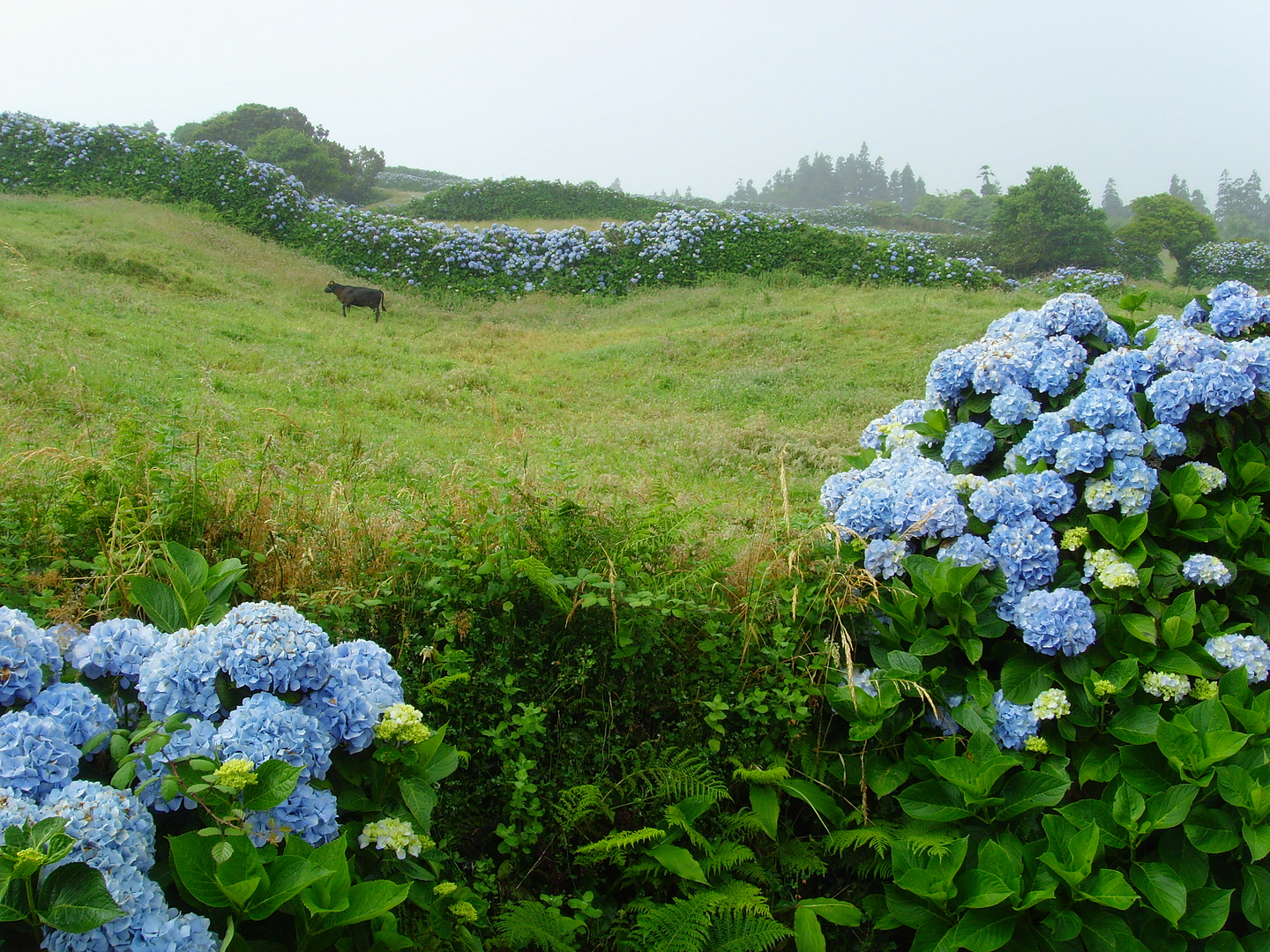 Faial - Hortensien