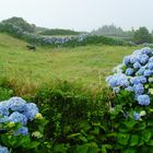 Faial - Hortensien