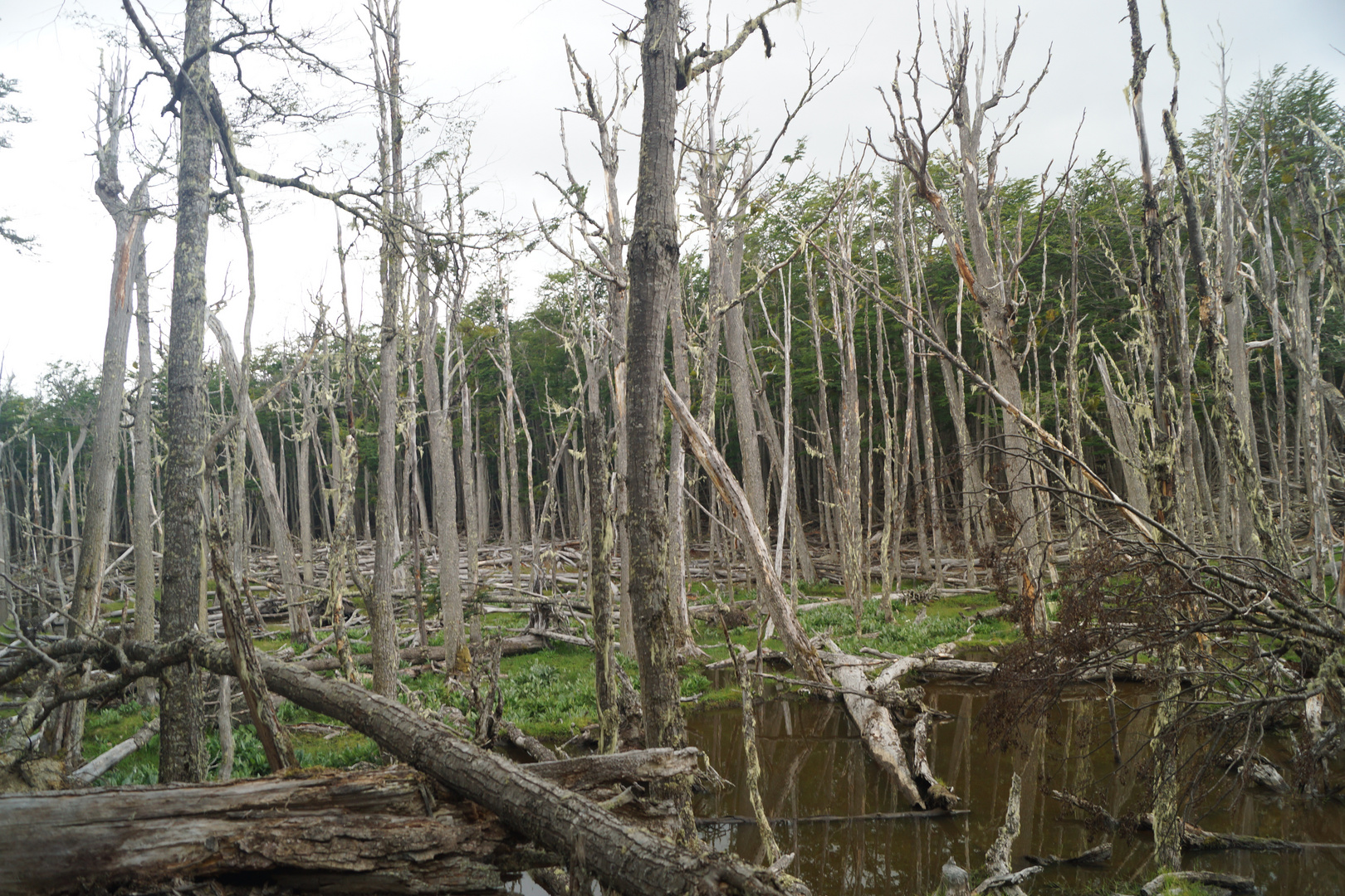 Faia's forest in Ushuaia