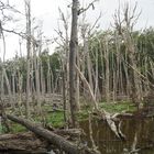 Faia's forest in Ushuaia