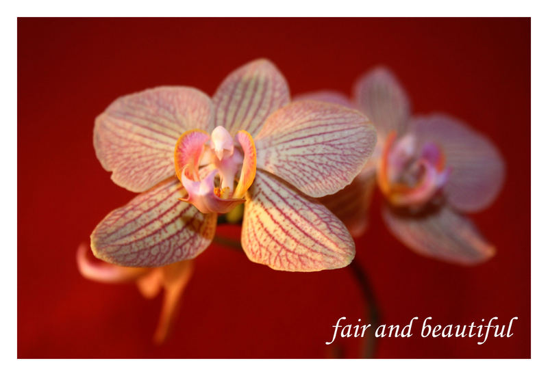 fair and beautiful