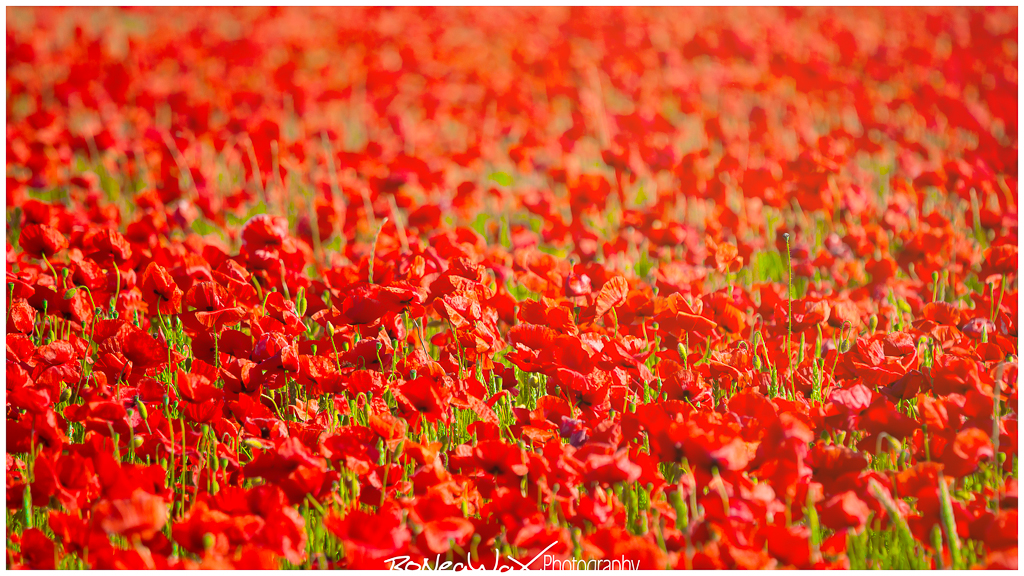 fair and beautiful red