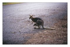 Fair Dinkum Aussi Hitchhiker