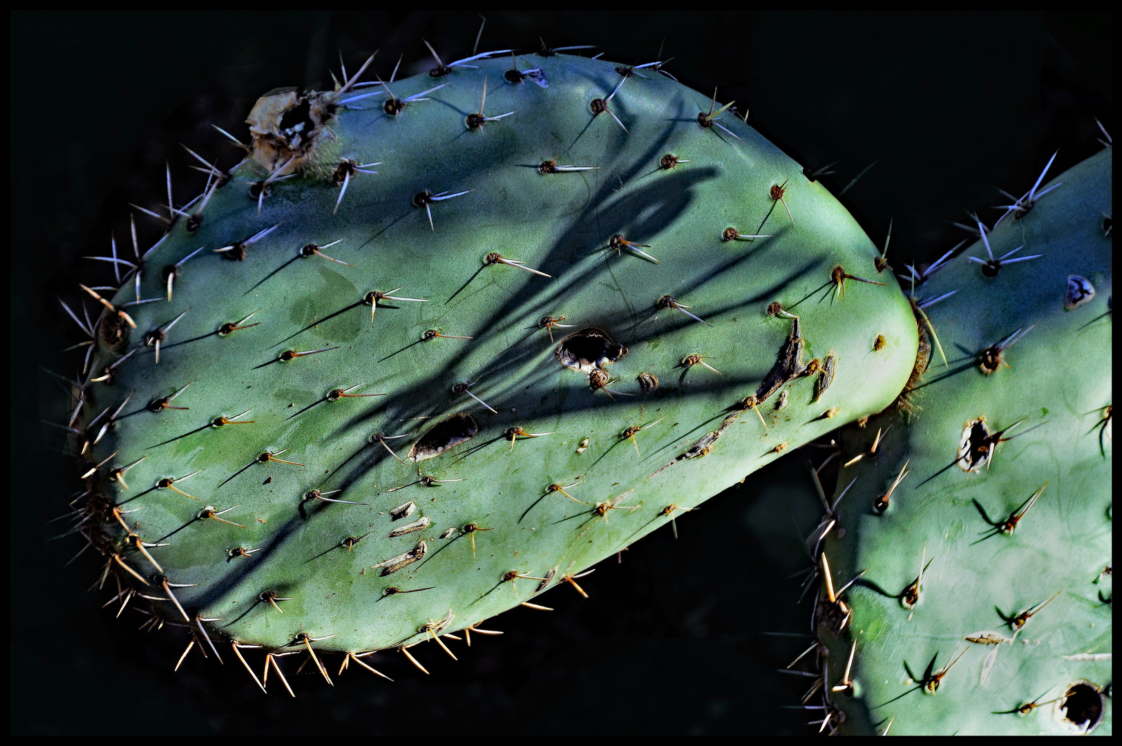 faire de l ombre à un cactus sans risque!