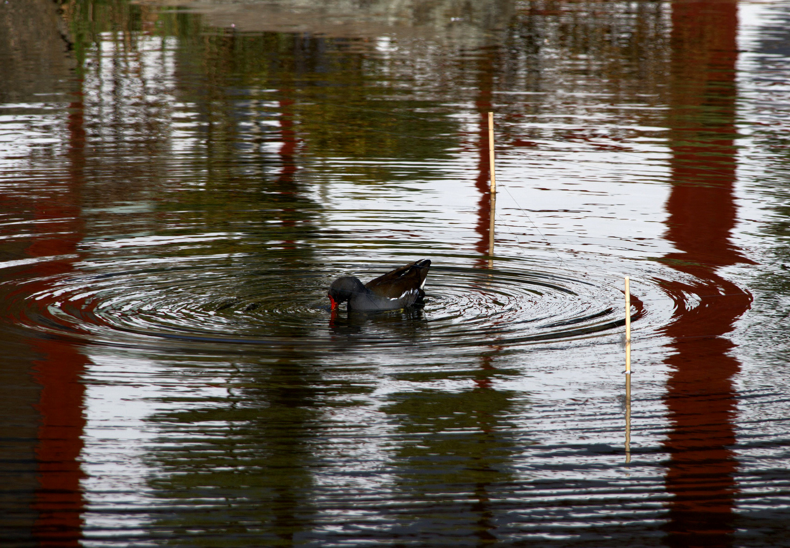 Faire des ronds dans l'eau ...