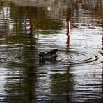 Faire des ronds dans l'eau ...