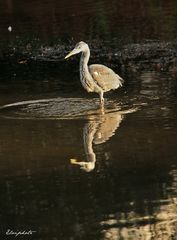 Faire des ronds dans l'eau