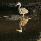 Faire des ronds dans l'eau