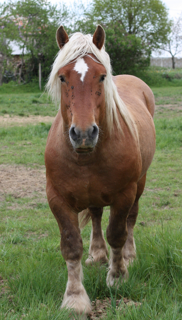 Faire le cheval, lundi...