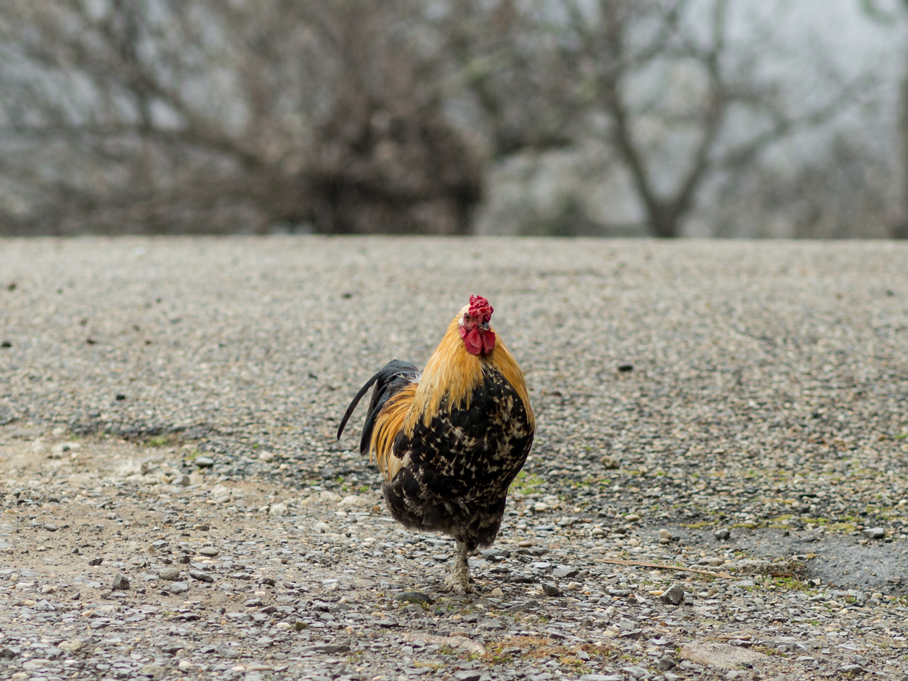 faire le pied de grue