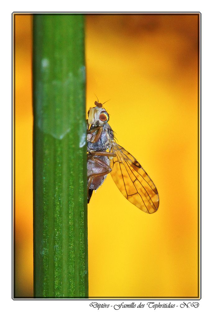 Faire mouche au saut à la perche !!