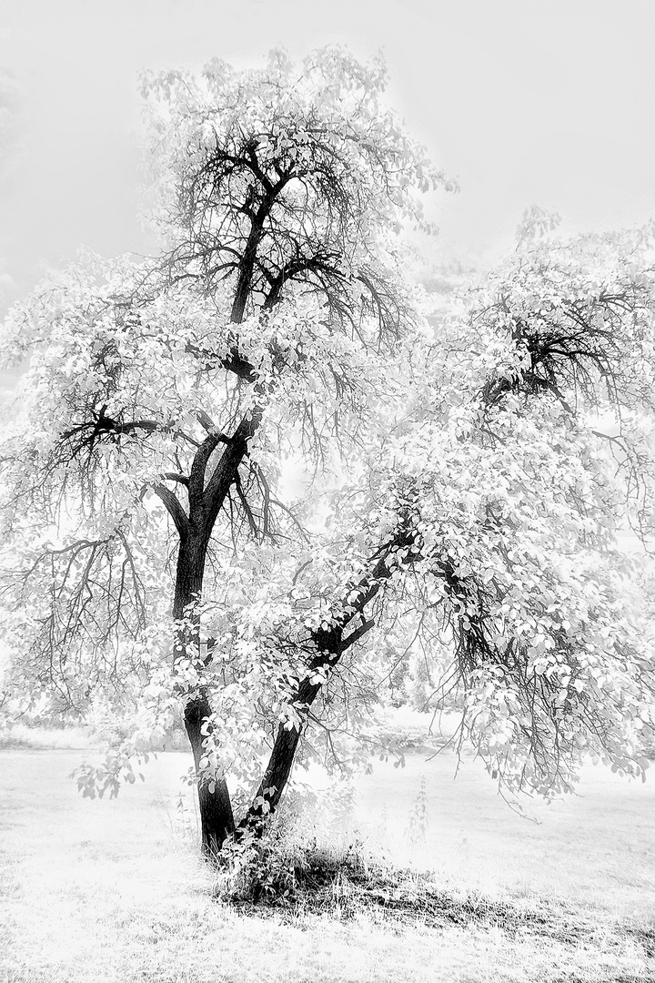 Fairies Tree infrared