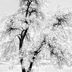 Fairies Tree infrared