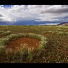 fairy circles