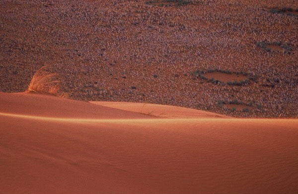 Fairy Circles